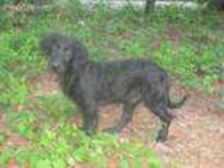 Labradoodle Puppy for sale in Hartwell, GA, USA