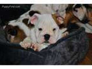 Bulldog Puppy for sale in Candia, NH, USA