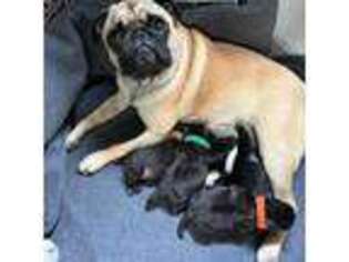 Pug Puppy for sale in New Salisbury, IN, USA