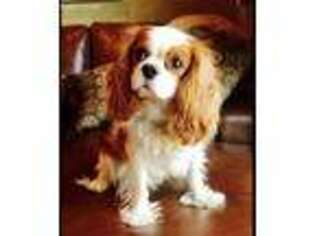Cavalier King Charles Spaniel Puppy for sale in Woodland Hills, CA, USA