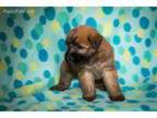 Soft Coated Wheaten Terrier Puppy for sale in Oxford, MI, USA