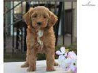 Goldendoodle Puppy for sale in Harrisburg, PA, USA