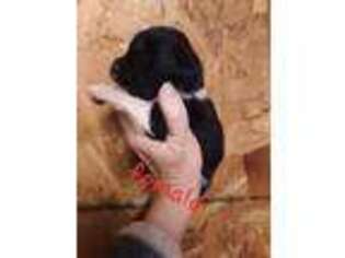 Newfoundland Puppy for sale in Linn Creek, MO, USA