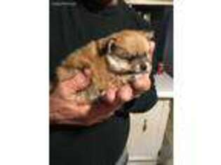 Pomeranian Puppy for sale in Lanexa, VA, USA