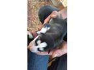 Siberian Husky Puppy for sale in Myrtle Creek, OR, USA