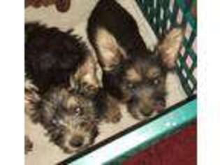 Norwich Terrier Puppy for sale in San Marcos, TX, USA