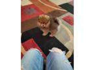 Pomeranian Puppy for sale in Sioux Falls, SD, USA
