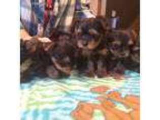 Yorkshire Terrier Puppy for sale in Beavercreek, OR, USA