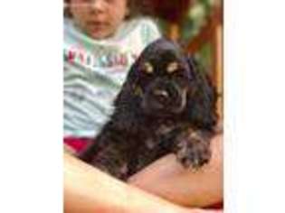 Cocker Spaniel Puppy for sale in Pillager, MN, USA