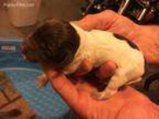 Wirehaired Pointing Griffon Puppy for sale in Carlisle, OH, USA
