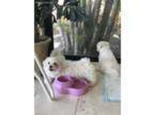 Maltese Puppy for sale in Miami Beach, FL, USA