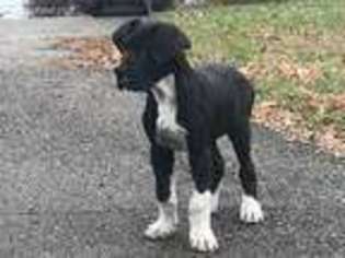 Great Dane Puppy for sale in Prior Lake, MN, USA