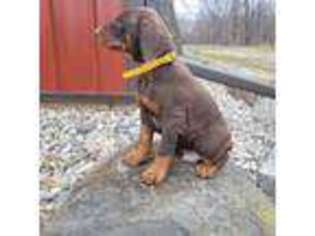 Doberman Pinscher Puppy for sale in Goshen, IN, USA