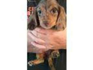 Dachshund Puppy for sale in Clarkrange, TN, USA