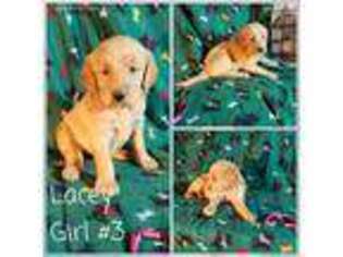 Goldendoodle Puppy for sale in Temple, TX, USA