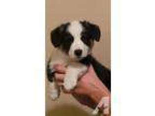 Pembroke Welsh Corgi Puppy for sale in CADIZ, OH, USA