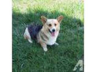 Pembroke Welsh Corgi Puppy for sale in MADISON, NC, USA