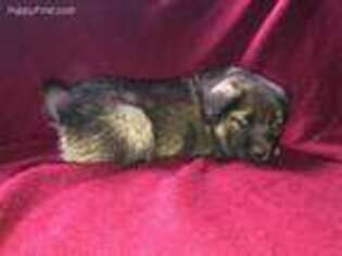 Norwegian Elkhound Puppy for sale in Dundee, OH, USA