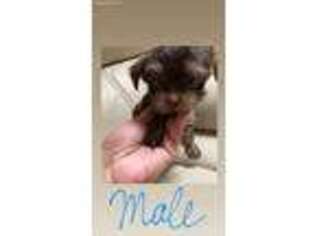 Yorkshire Terrier Puppy for sale in Lake Mary, FL, USA