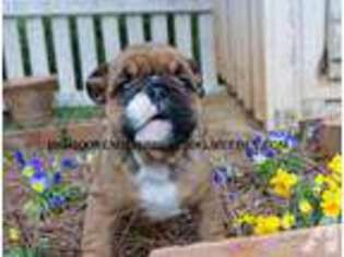 Bulldog Puppy for sale in TALKING ROCK, GA, USA