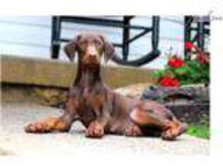 Doberman Pinscher Puppy for sale in Lancaster, PA, USA