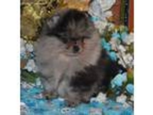 Pomeranian Puppy for sale in Memphis, MI, USA