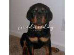 Rottweiler Puppy for sale in Colorado Springs, CO, USA