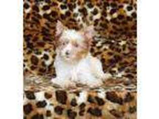 Yorkshire Terrier Puppy for sale in Boones Mill, VA, USA