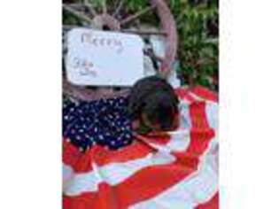 Rottweiler Puppy for sale in Fremont, NE, USA