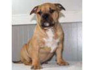 Mutt Puppy for sale in Braxton, MS, USA