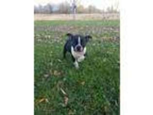 Boston Terrier Puppy for sale in Wood River, NE, USA
