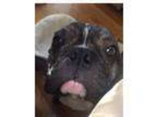 French Bulldog Puppy for sale in Shrewsbury, MA, USA