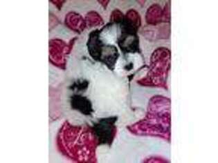 Lowchen Puppy for sale in Waynesville, OH, USA