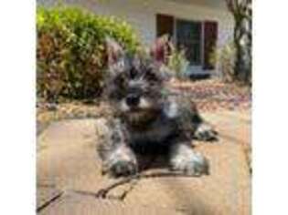 Mutt Puppy for sale in Riverhead, NY, USA