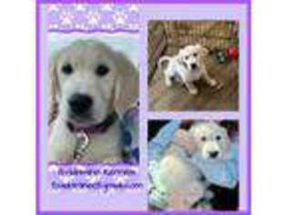Golden Retriever Puppy for sale in Kirkwood, PA, USA
