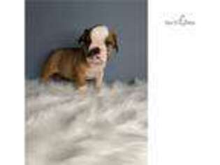 Bulldog Puppy for sale in Boston, MA, USA