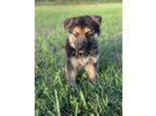 German Shepherd Dog Puppy for sale in Blanchester, OH, USA