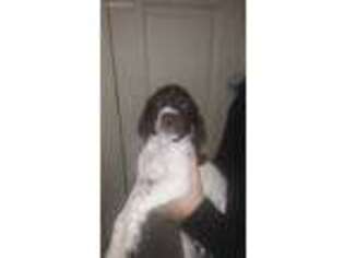 German Shorthaired Pointer Puppy for sale in Pittsburgh, PA, USA