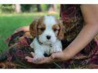 Cavalier King Charles Spaniel Puppy for sale in Kite, GA, USA