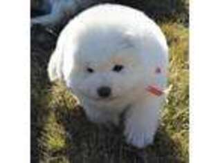 Samoyed Puppy for sale in Moultonborough, NH, USA