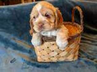 Cocker Spaniel Puppy for sale in Westborough, MA, USA