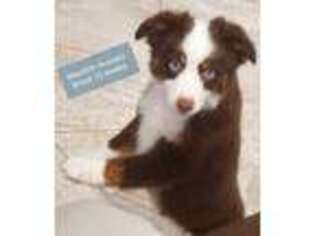 Miniature Australian Shepherd Puppy for sale in Merced, CA, USA