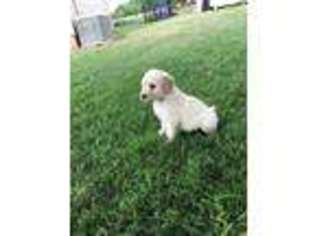 Goldendoodle Puppy for sale in Alvarado, TX, USA
