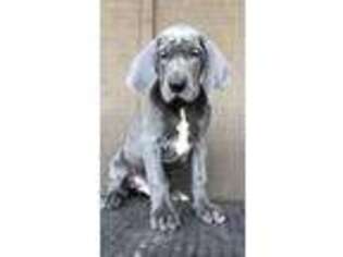 Great Dane Puppy for sale in Sapulpa, OK, USA