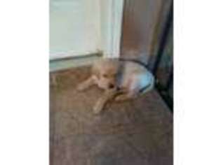 Labrador Retriever Puppy for sale in Azle, TX, USA