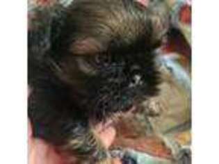 Mutt Puppy for sale in Bunceton, MO, USA