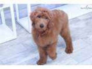 Goldendoodle Puppy for sale in Atlanta, GA, USA