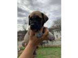 Great Dane Puppy for sale in Kernersville, NC, USA