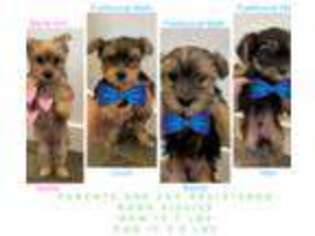 Yorkshire Terrier Puppy for sale in Longmont, CO, USA