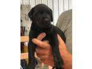 Great Dane Puppy for sale in Westville, IL, USA